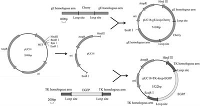 The Inactivated gE/TK Gene-Deleted Vaccine Against Pseudorabies Virus Type II Confers Effective Protection in Mice and Pigs